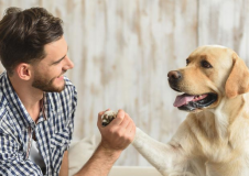 Alles over honden